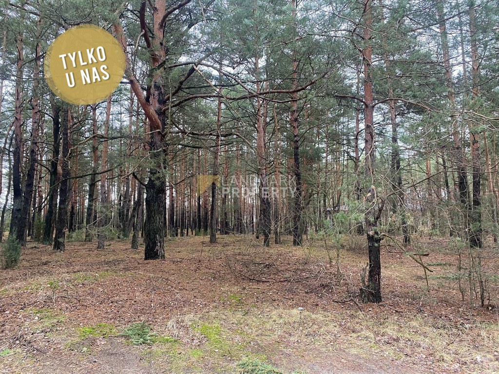 Zalesiona działka z mpzp | zabudowa jednorodzinna