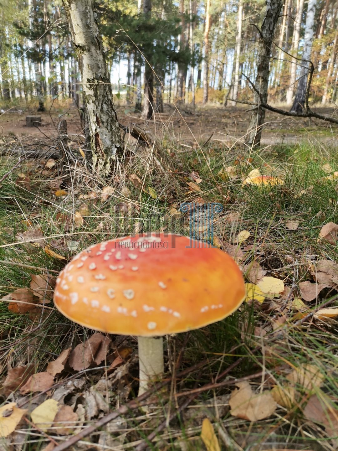 Działki "osiedle willowe" osielsko