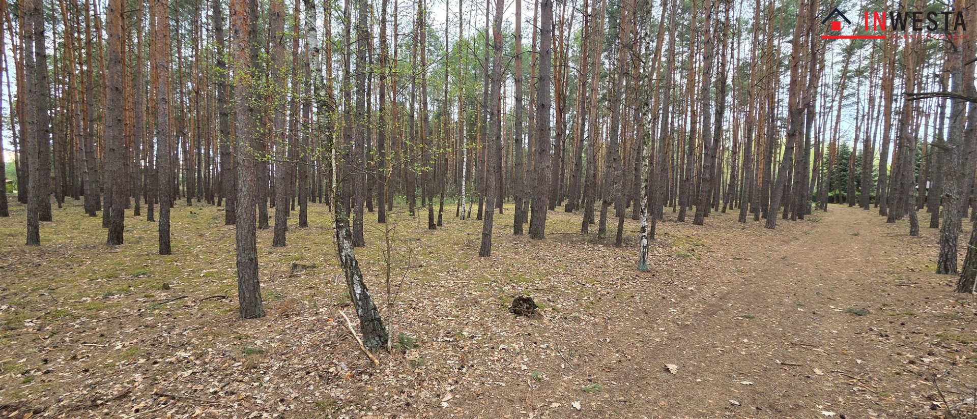 Działka leśna - w bardzo dobrej cenie