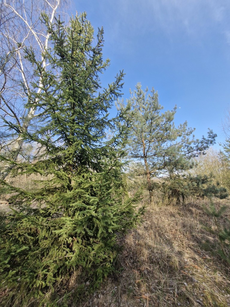 Działka budowlana  z bogatym drzwostanem
