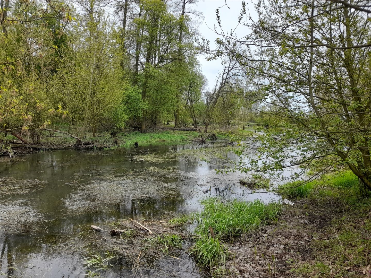 Działka strzyżew.