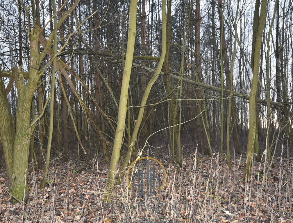 Działka leśna